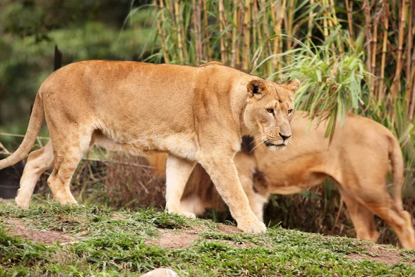 León y leona Descanso nocturno — Foto de Stock