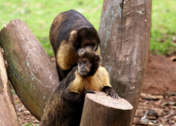Yellow breasted capuchin — Stock Photo, Image