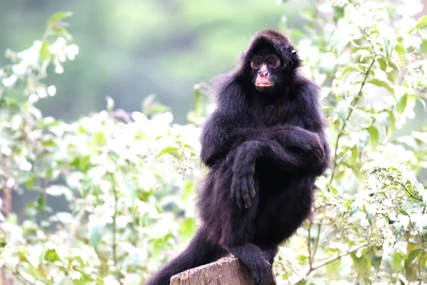 Macaco-aranha — Fotografia de Stock