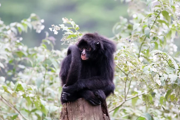 Spider monkey — Stock Photo, Image