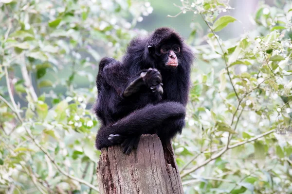 Macaco-aranha — Fotografia de Stock