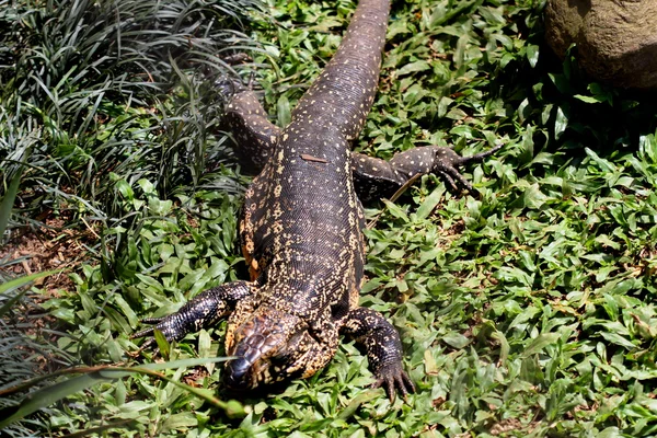 Tegu. — Fotografia de Stock