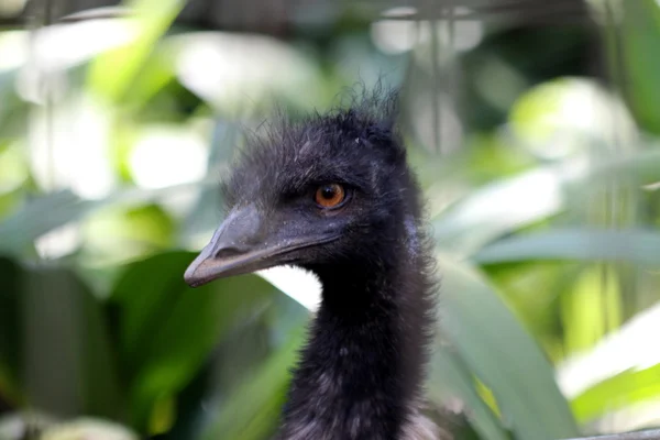 Emu close-up — Stock Photo, Image