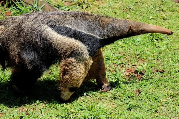 Giant anteater — Stock Photo, Image
