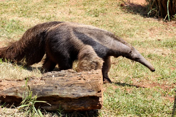 Giant anteater — Stock Photo, Image