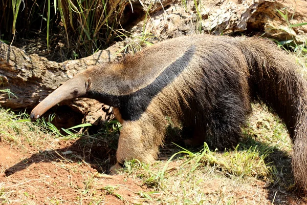 Oso hormiguero gigante —  Fotos de Stock