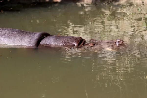 Ippopotamo nel lago — Foto Stock