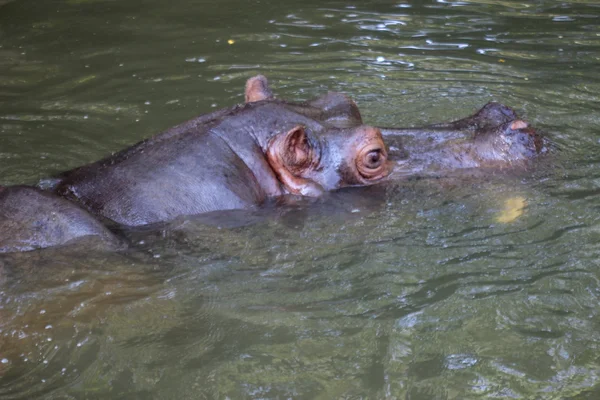 Hippopotame dans le lac — Photo