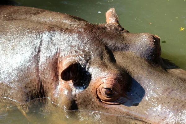 Hipopótamo no lago — Fotografia de Stock