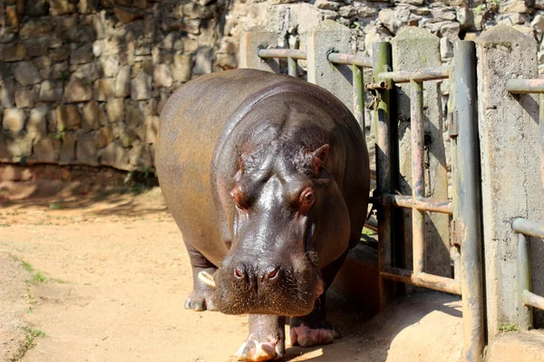 Hippo au zoo — Photo