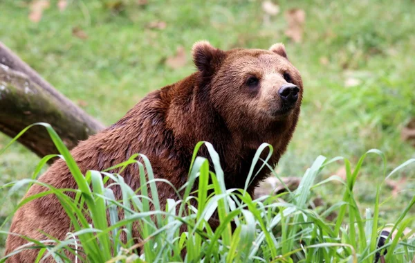 熊棕色 免版税图库图片