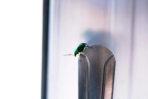 Green beetle — Stock Photo, Image