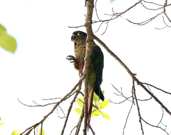Dal üzerinde yeşil muhabbet kuşu — Stok fotoğraf