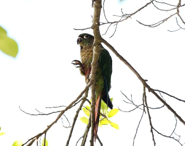 Green parakeet on twig — Stock Photo, Image