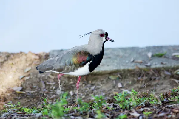 Vanellus chilensis — Stockfoto