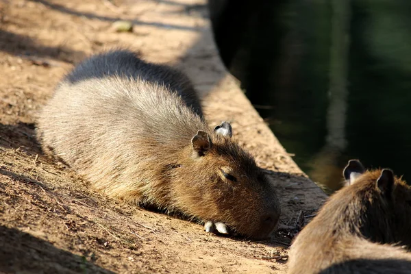 Family of capybaras — Stock Photo, Image