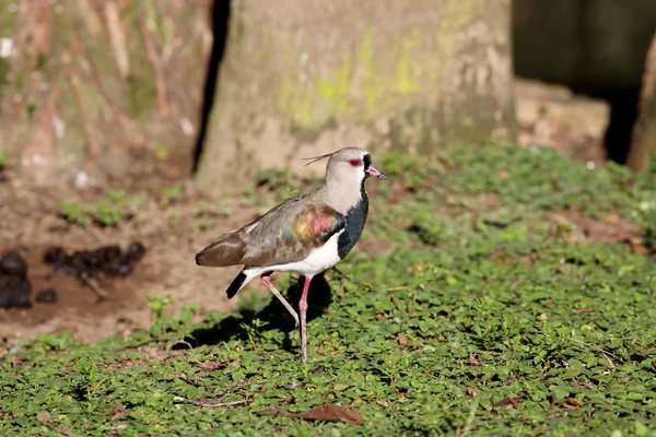 Vanellus chilensis — Stockfoto