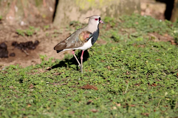 Vanellus chilensis — Zdjęcie stockowe