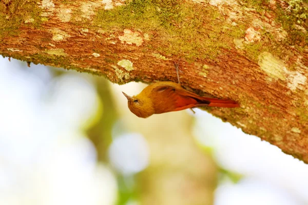 Птица на дереве — стоковое фото