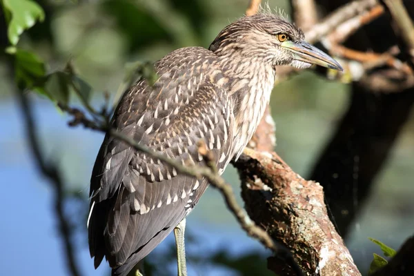 Systematyka w Wikispecies striatus — Zdjęcie stockowe