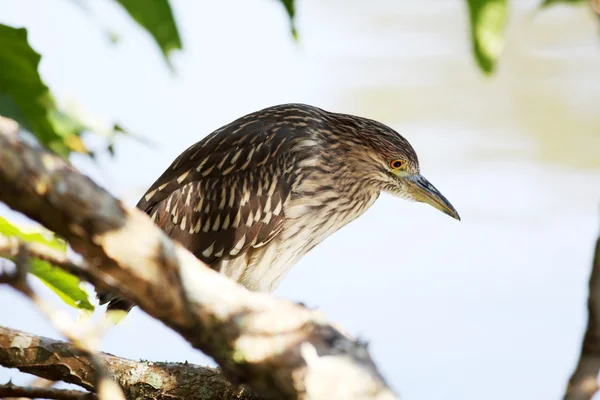 Butorides striatus — Stock Photo, Image