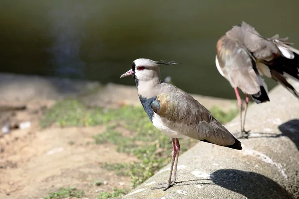 Vanellus chilensis — Stock Photo, Image