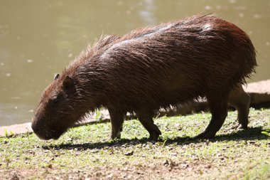 Göl, hydrochoerus hydrochaeris