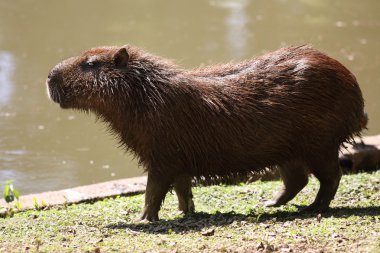 Göl, hydrochoerus hydrochaeris