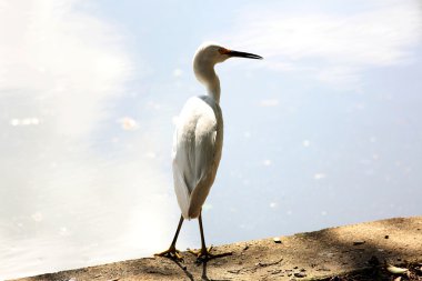 Egretta thula