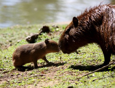 capybarası ailesi