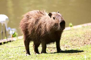 Göl, hydrochoerus hydrochaeris