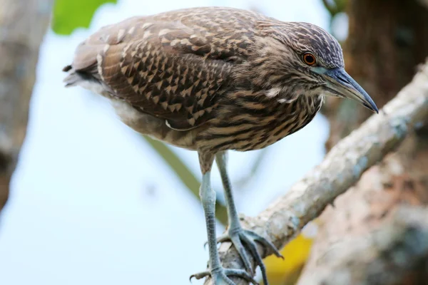 Butorides striatus — Φωτογραφία Αρχείου