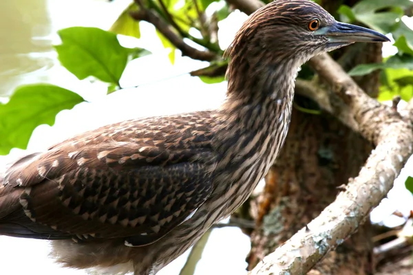 Butorides striatus — Stock Photo, Image