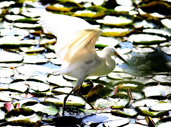 Alb heron de mers pe apă — Fotografie, imagine de stoc