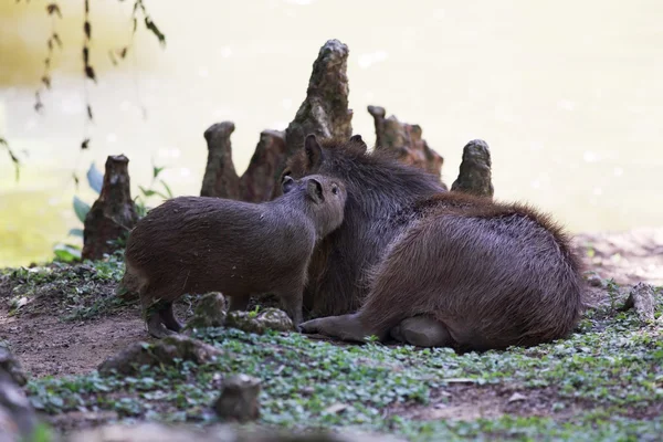 Сім'я capybaras — стокове фото