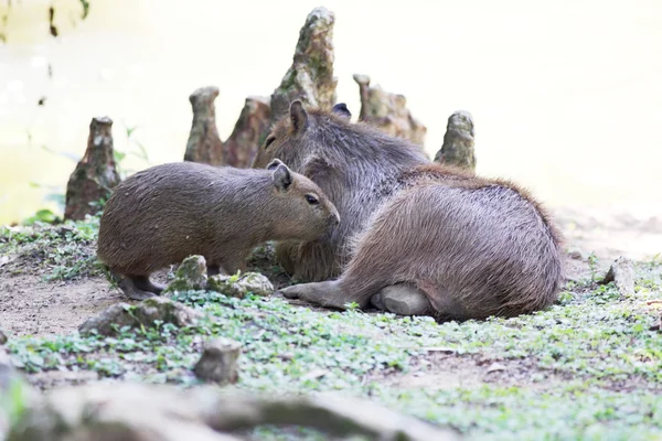 Rodzina capybaras — Zdjęcie stockowe