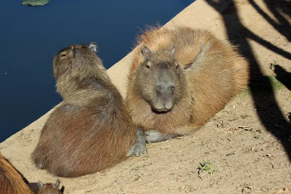 Family of capybaras — Stock Photo, Image