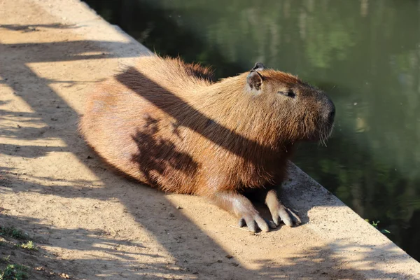 Hydrochoerus hydrochaeris en la orilla del lago —  Fotos de Stock