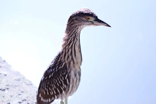 Butorides striatus — Fotografia de Stock