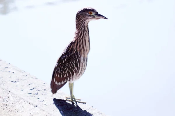 Butoriden striatus — Stockfoto