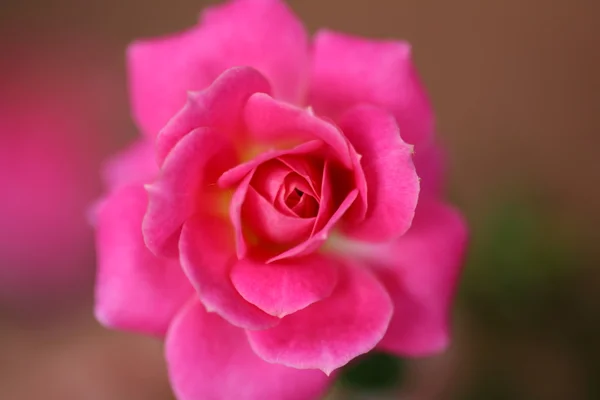 Couleur rose avec flou doux le fond — Photo