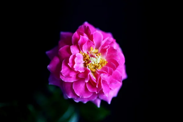 Růžové barvy na tmavém pozadí — Stock fotografie