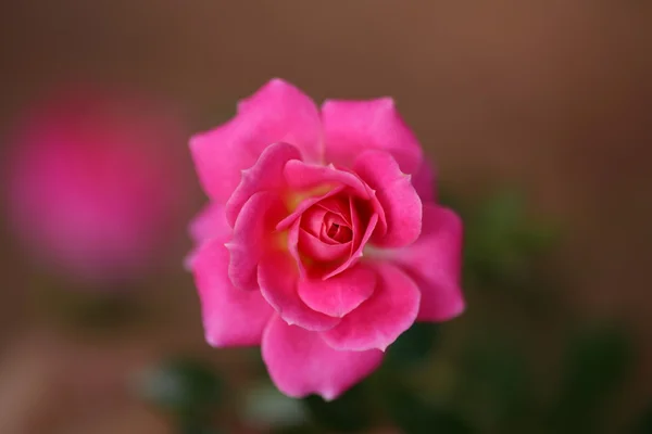 Cor rosa com blur macio o fundo — Fotografia de Stock