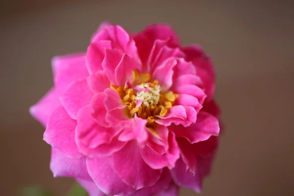 Color rosa con suave desenfoque el fondo —  Fotos de Stock