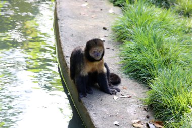 Sarı kruvaze capuchin