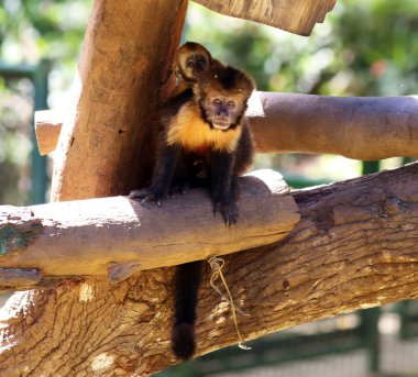 Sarı kruvaze capuchin