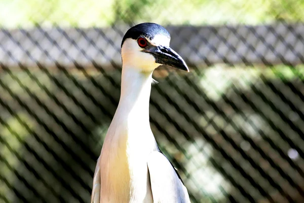 Crane Crowned Night — Stock Photo, Image