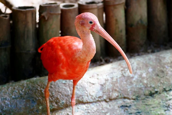 Scarlet ibis — Stock Photo, Image