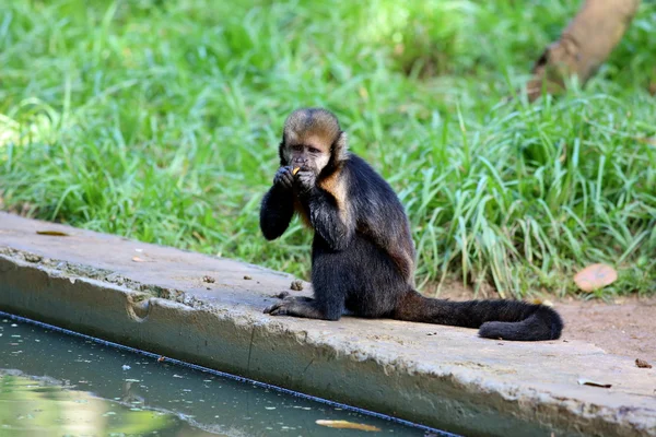 Yellow breasted capuchin — Stock Photo, Image