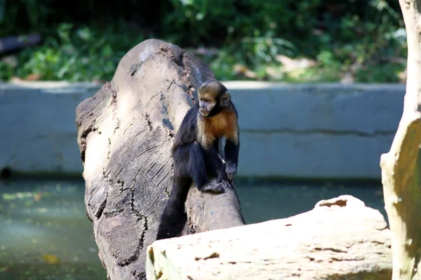 Capuchinho de peito amarelo — Fotografia de Stock